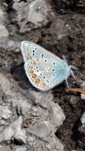 Click to view this image in a large viewer