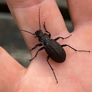 Click to view this image in a large viewer