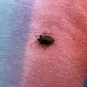 Click to view this image in a large viewer