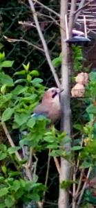 Click to view this image in a large viewer