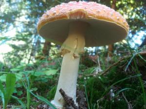 Click to view this image in a large viewer