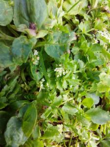 Click to view this image in a large viewer