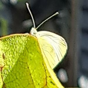 Click to view this image in a large viewer