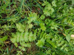 Click to view this image in a large viewer