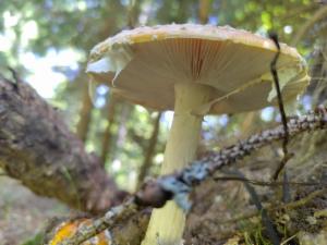 Click to view this image in a large viewer