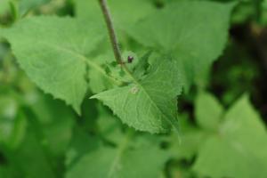 Click to view this image in a large viewer