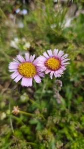 Click to view this image in a large viewer