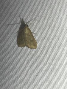 Click to view this image in a large viewer