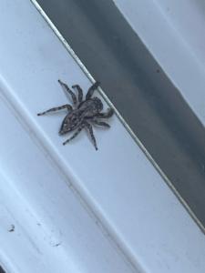 Click to view this image in a large viewer