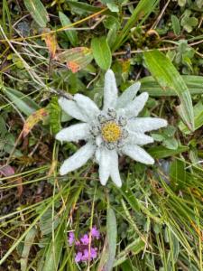 Click to view this image in a large viewer