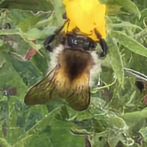 Click to view this image in a large viewer