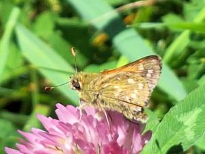 Click to view this image in a large viewer