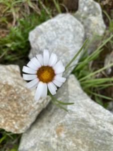 Click to view this image in a large viewer