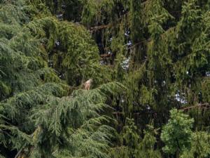 Click to view this image in a large viewer