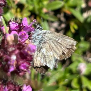 Click to view this image in a large viewer