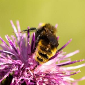 Click to view this image in a large viewer