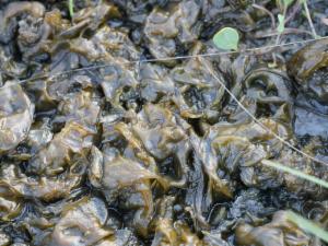 Click to view this image in a large viewer