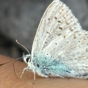 Click to view this image in a large viewer