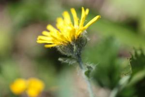 Click to view this image in a large viewer