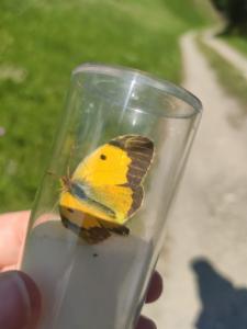 Click to view this image in a large viewer