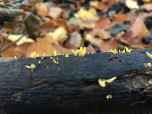 Click to view this image in a large viewer