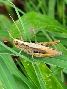 Click to view this image in a large viewer