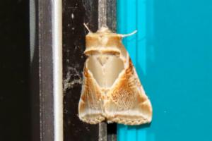 Click to view this image in a large viewer