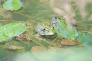 Click to view this image in a large viewer