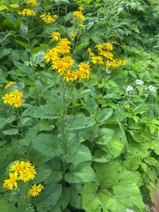 Click to view this image in a large viewer