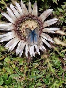 Click to view this image in a large viewer