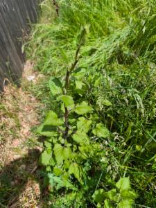 Click to view this image in a large viewer