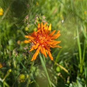 Click to view this image in a large viewer