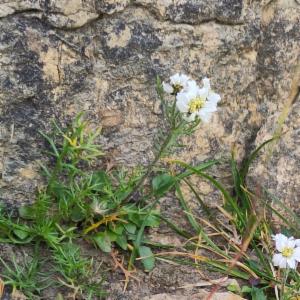 Click to view this image in a large viewer