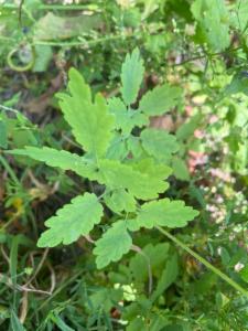 Click to view this image in a large viewer