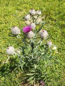 Click to view this image in a large viewer