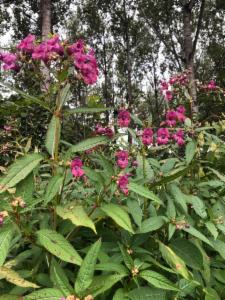 Click to view this image in a large viewer