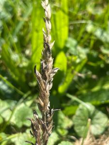 Click to view this image in a large viewer