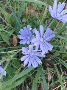 Click to view this image in a large viewer