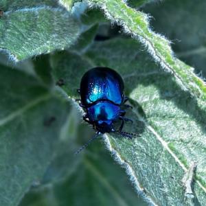 Click to view this image in a large viewer