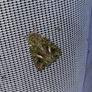 Click to view this image in a large viewer