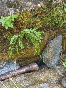 Click to view this image in a large viewer