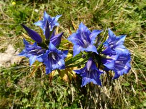 Click to view this image in a large viewer