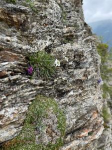 Click to view this image in a large viewer