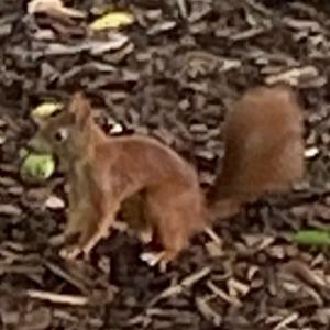 Click to view this image in a large viewer