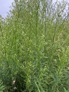 Click to view this image in a large viewer