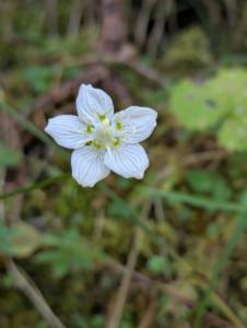 Click to view this image in a large viewer