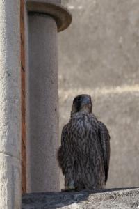 Click to view this image in a large viewer