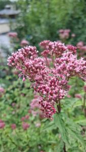 Click to view this image in a large viewer