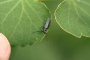 Click to view this image in a large viewer