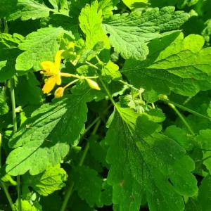 Click to view this image in a large viewer